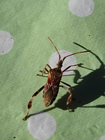 Punaise americaine du pin - Leptoglossus occidentalis (ph. Mrugala F., juin 2017)(5)